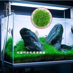 前景水草正宗迷你牛毛草坪景观自养水下叶鱼缸植物新手耐活水草