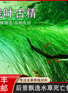 ada正品线叶古精细叶谷精绿色鱼缸水草植物装饰造景后景草漂水面