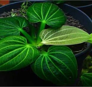 深绿09霸王稀有水草撒旦水下叶自来水养殖伊瓜苏阴性活体水草懒人