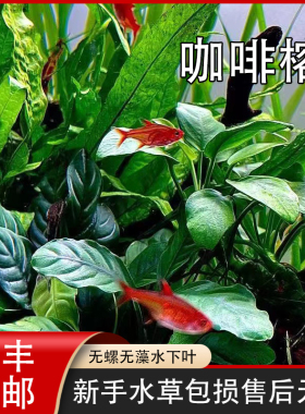 咖啡榕水草生态缸造景不需二氧化碳绿色稀有大叶活体水下植物好养