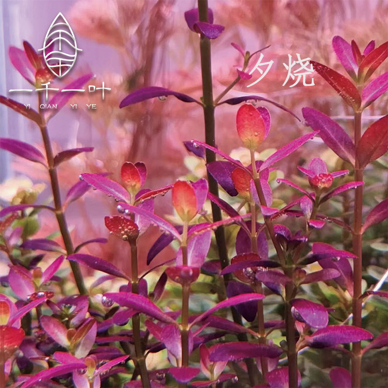 夕烧稀有水草对叶红色紫夕烧水下叶鱼缸草缸中景后景造景水下植物