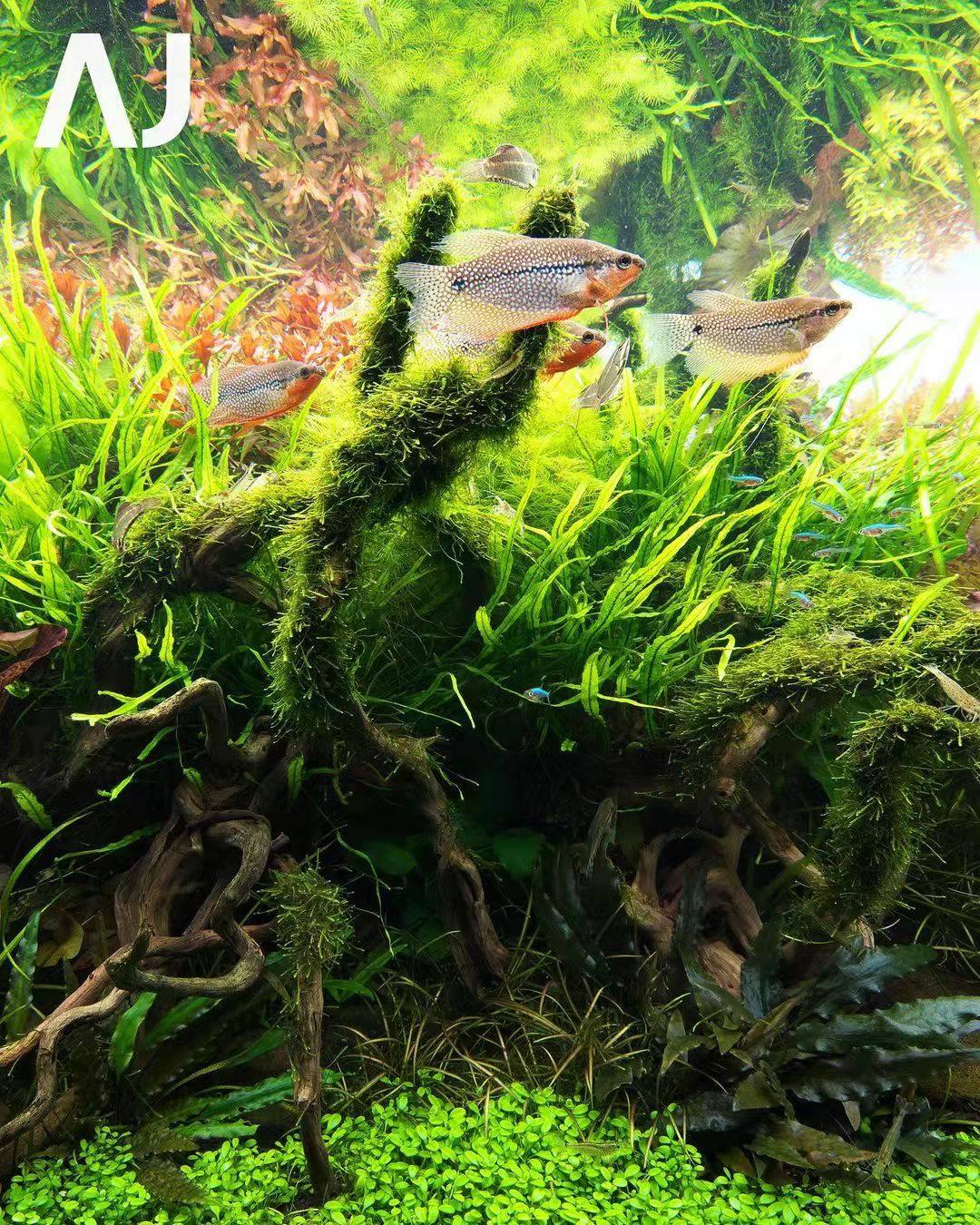 丹麦细叶铁正宗细叶铁皇冠自养绿色水下叶非国产淡水无须co2阴性