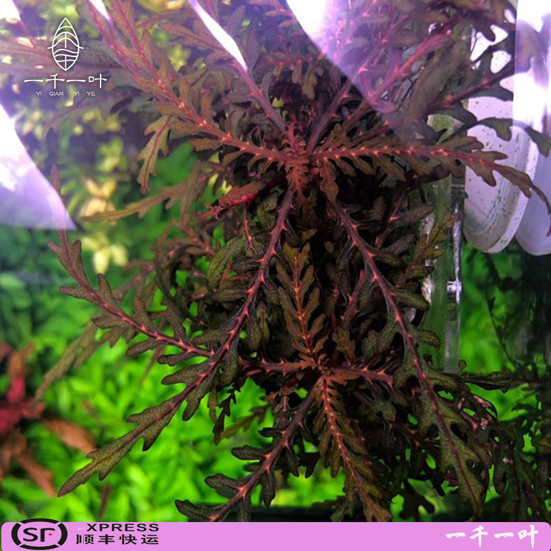 uk雨裂蓑衣锯齿艳柳沉木中后景