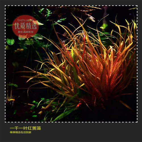 飘逸水草后景草高端草红箦藻易活