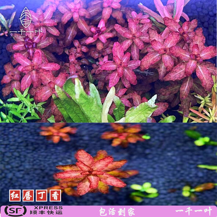 红唇丁香水草水下叶草缸中后景阳性水下植物红色有茎挺水ADA造景