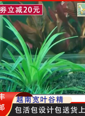 越南宽叶古精前中景水草翠绿色淡水养殖水下叶 鱼缸植物草缸造景