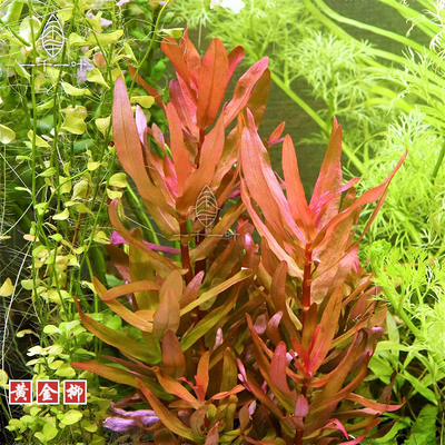 黄金柳水草叶类中后景活体植物