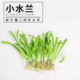 迷你小水兰草缸造景中前景新手入门无需co2龙舌兰鱼缸植物水草