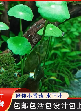 丹麦大香菇迷你小香菇青红荷根水下植物ada稀有水草草缸造景淡水