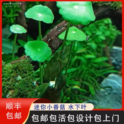丹麦大香菇迷你小香菇青红荷根水下植物ada稀有水草草缸造景淡水