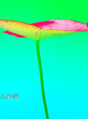 ADA睡莲红色水草中后造景草无需二氧化碳高端稀有淡水大型发色草