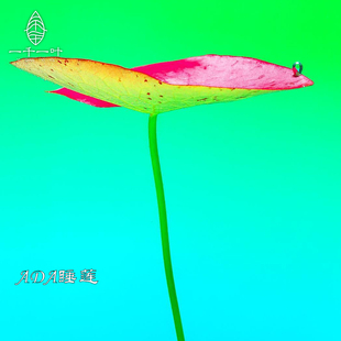 ADA睡莲红色水草中后造景草无需二氧化碳高端稀有淡水大型发色草