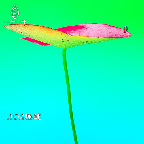 常用红色睡莲稀有水草发色草后景