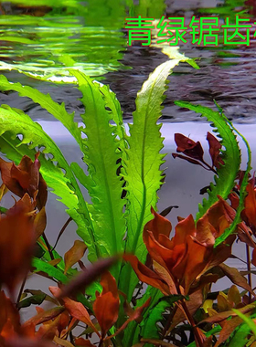 稀有水草ADA几内亚青绿锯齿柳细叶罗兰普通水罗兰草缸鱼缸中景草