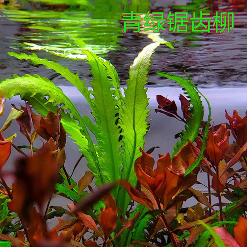 后景稀有锯齿柳水罗兰几内亚锯齿