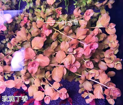 玫瑰丁香粉红水下草缸懒人开缸草