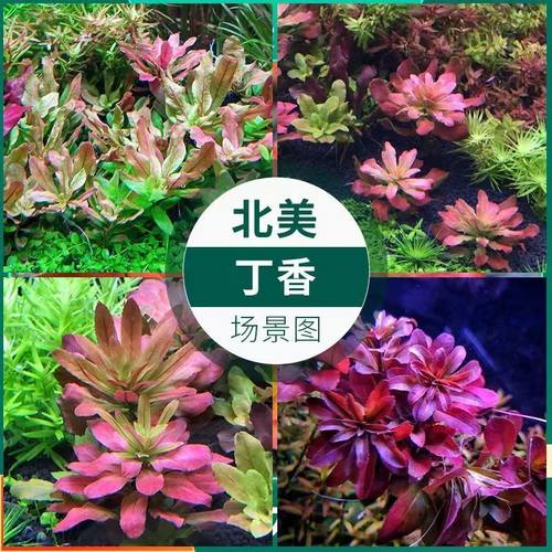 北美丁香水草鱼缸造景自养