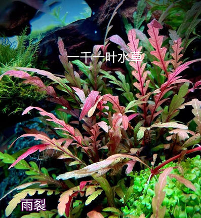 雨裂水蓑衣水下叶中后景水草羽裂水蓑衣自来水下养殖红色水草植物