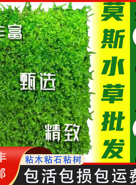 垂泪莫斯小美凤珊瑚虾屋虾躲避