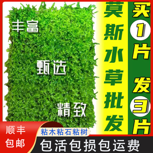 前景水草莫斯树莫斯球散装网片慕斯水草胶水懒人真草草缸造景珊瑚