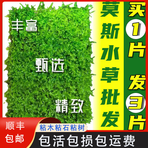 垂泪莫斯小美凤珊瑚虾屋虾躲避
