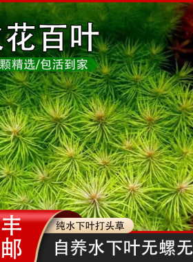 火花百叶自来水养殖阳性水草水下叶懒人新手入门增氧活体绿色植物