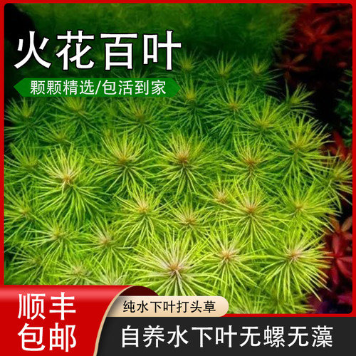 火花百叶淡水水下叶鱼缸造景植物