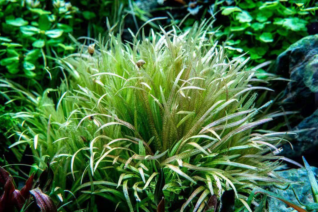 鱼缸植物水下叶日本箦藻小箦藻水草鱼缸专用活体懒人水草鱼虾躲避