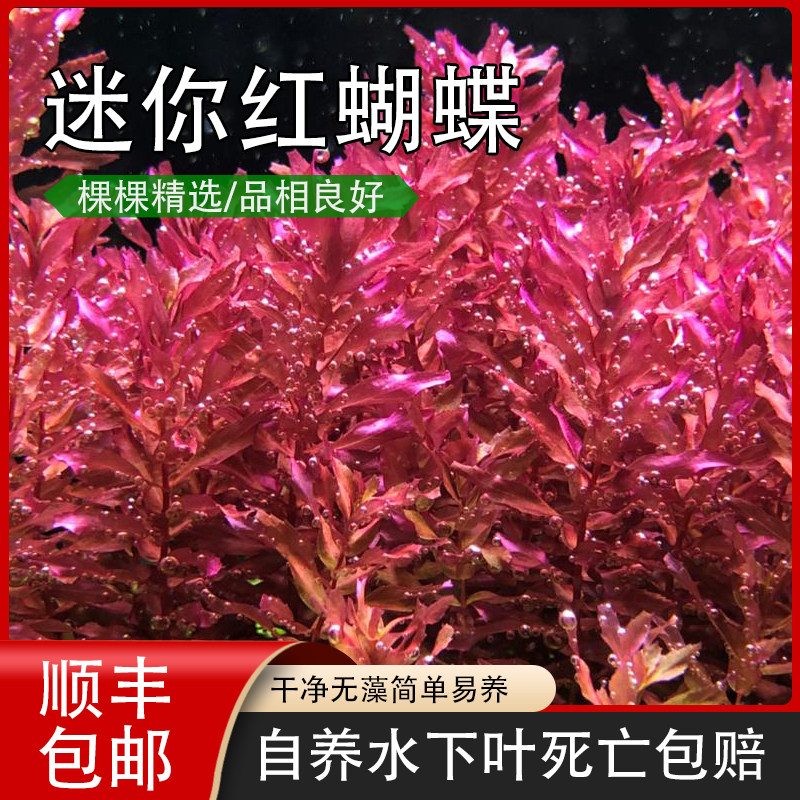 迷你红色蝴蝶后景水草自养小叶