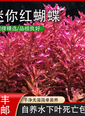 迷你红蝴蝶中后景水草自养水下叶小叶红色鱼缸生态缸水族箱造景