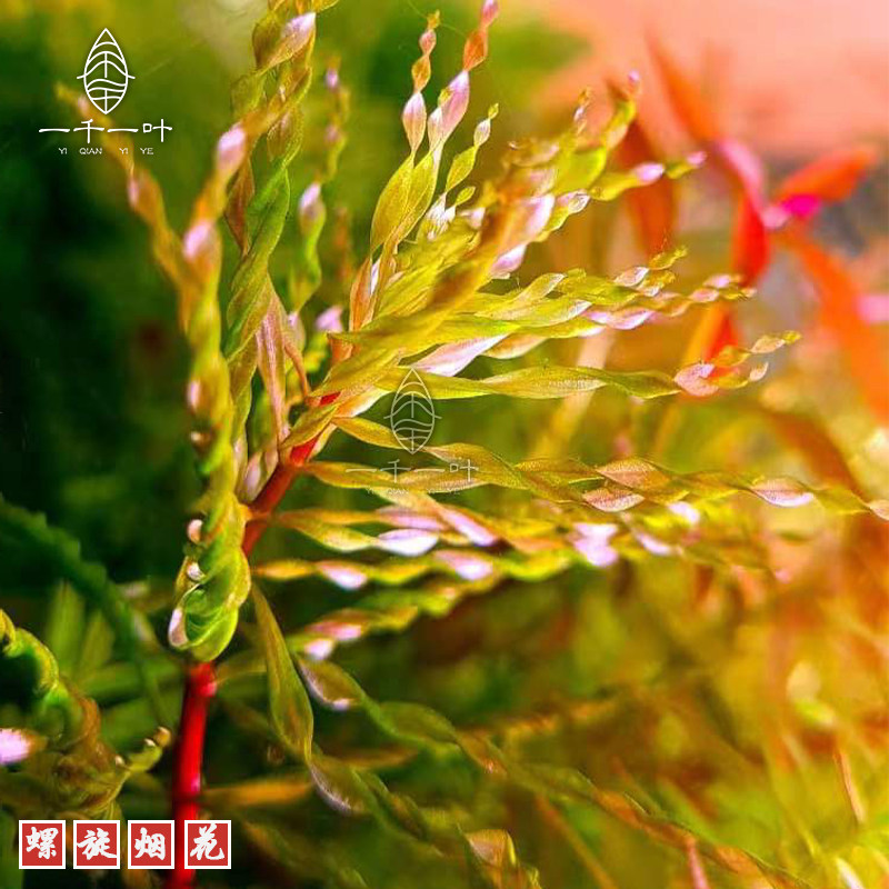 异型草螺旋烟花稀有水草荷兰鱼缸