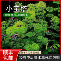 寶塔水草新手推薦無需二氧化碳