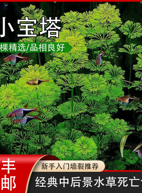 小宝塔 ADA水草新手推荐无需二氧化碳草缸造景生态缸养殖淡水绿色