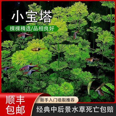 宝塔水草新手推荐无需二氧化碳