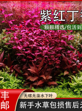 紫红丁香水草无需二氧化碳草缸鱼缸造景易活红色挺水有茎水生植物