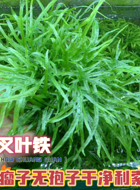 叉叶铁皇冠稀有水草十字铁淡水草房养水下叶ADA草缸造景沉木假山