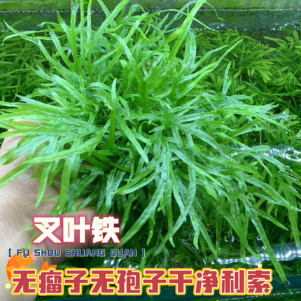 叉叶铁皇冠稀有水草十字铁淡水草房养水下叶ADA草缸造景沉木假山
