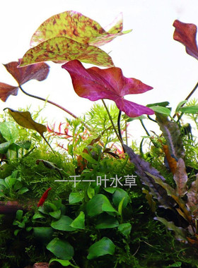 虎斑睡莲ADA睡莲淡水小可爱睡莲水族箱造景红色长势快大叶已发色