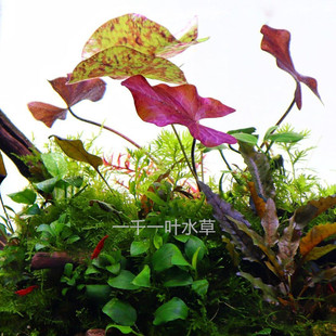 虎斑睡莲ADA睡莲淡水小可爱睡莲水族箱造景红色长势快大叶已发色