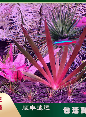 国王古精水稀有品种水下植物鱼缸草缸生态缸造景红色叶子生长莫斯