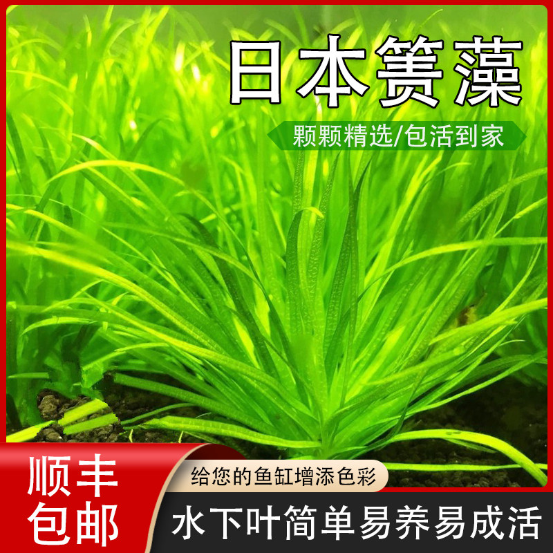 鱼缸植物水下叶日本箦藻小箦藻水草鱼缸专用活体懒人水草中景水草