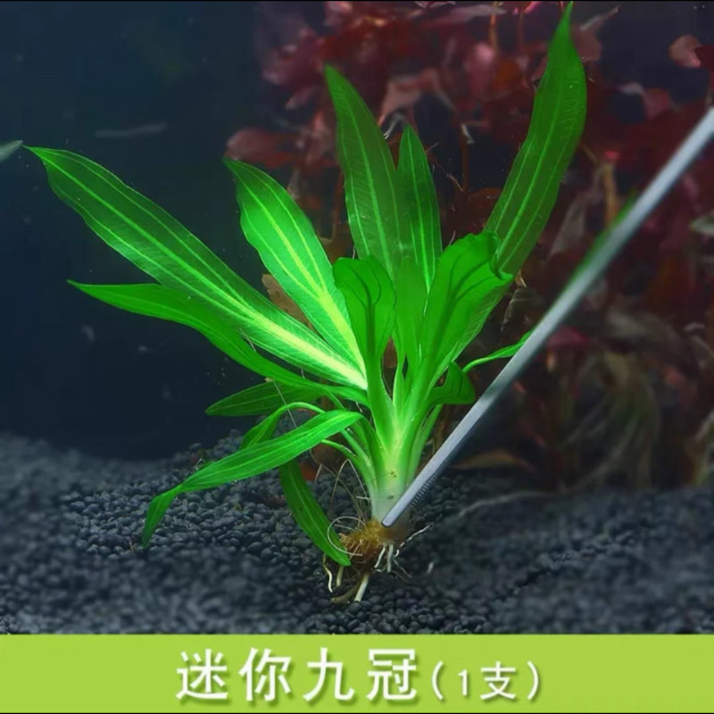 迷你九冠水草阴性易养净水造景