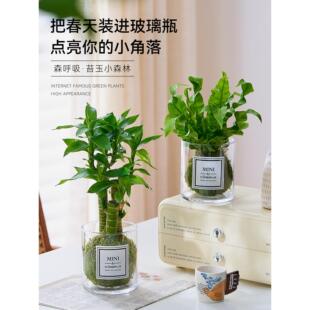清新高级养花面盆栽球感好苔藓新品办公桌解压植物水培玻璃瓶室内