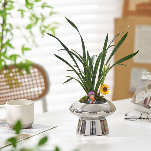 清新绿植建兰兰花盆栽植物客厅金边耐阴室内桌面办公室摆件办公室