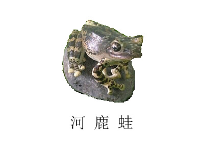 【绝版】日本青蛙 蟾蜍 河鹿蛙 仿真青蛙模型 只有一个售完无补