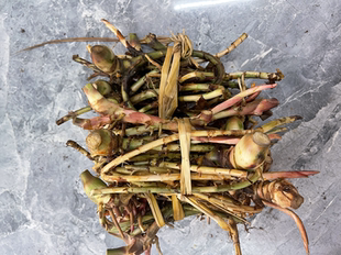 阳春春砂仁根 新鲜春砂仁根 湿砂仁生砂仁根沙仁 包邮 阳春发货