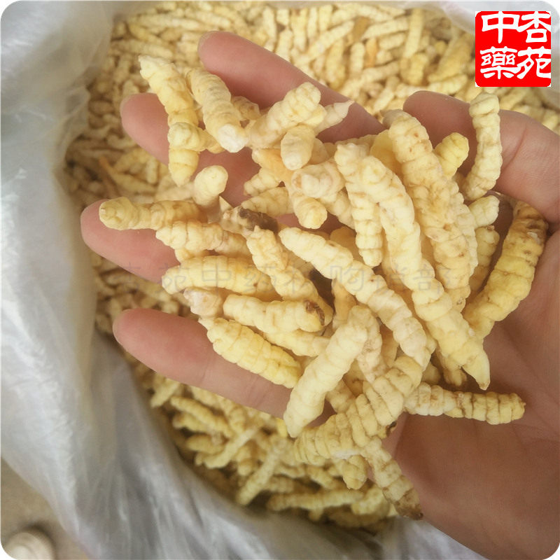 地蚕500g包邮草石蚕泽兰根肺痨草土冬虫草白虫草地参中药材