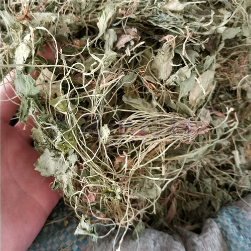中草药地丁草500g 地丁茶中药材地丁兔儿草 整株紫花地丁新品