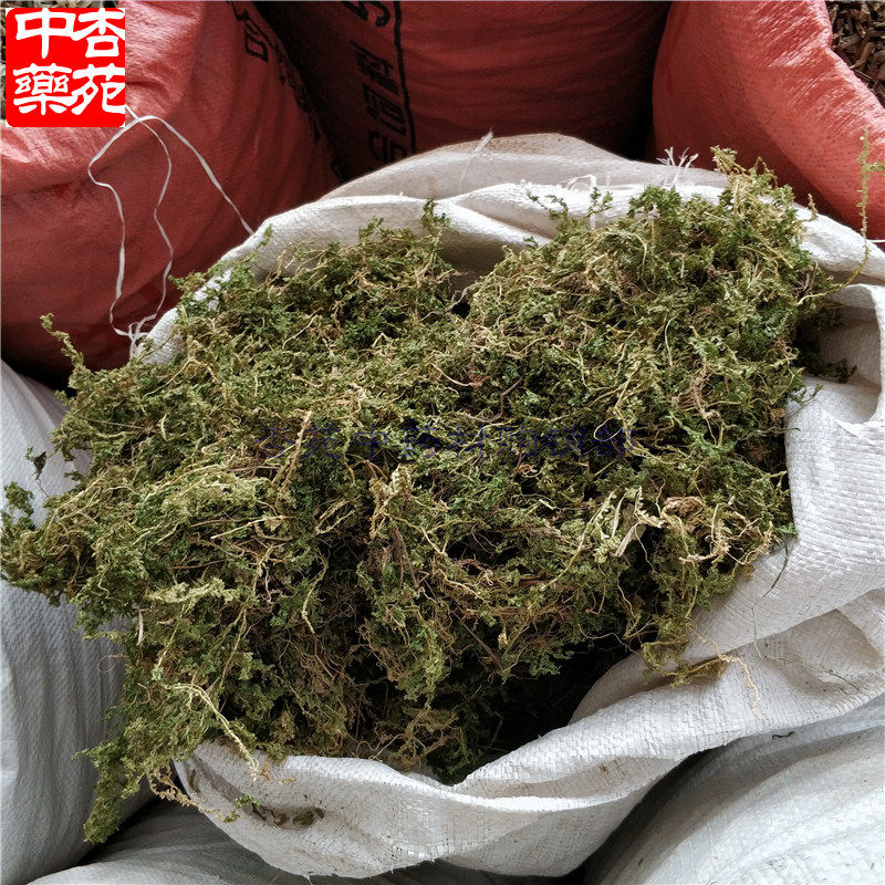 500克包邮翠云草 中药材龙须蓝草 蓝地柏 绿绒草中草药地柏叶