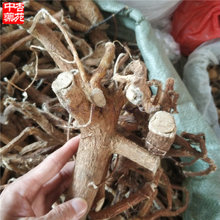 500克包邮了哥王根中药材了歌王根带皮雀仔麻九信草山豆了地棉皮